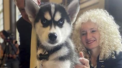 Uconn Introduces Siberian Husky Pup Jonathan Xv As The Schools Next