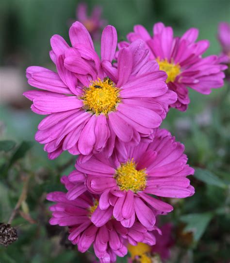 Plantfiles Pictures Chrysanthemum Garden Mum Florists Mum Mammoth