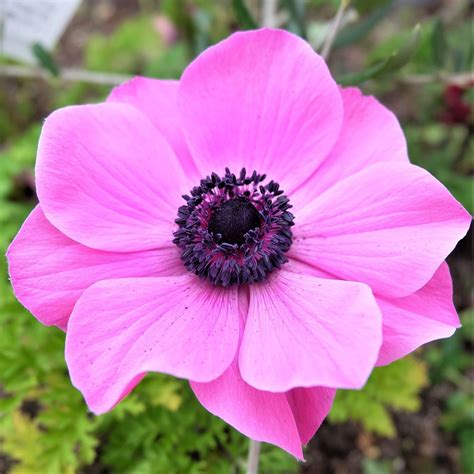 Anemone Rosea Bulbs Pink Anemone With Black Center Easy To Grow