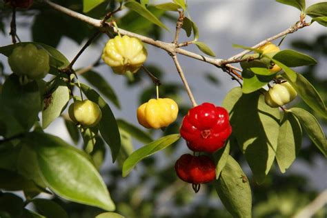 Pitanga Da Semente Ao Fruto Fresco Veja Como Fazer O Cultivo No