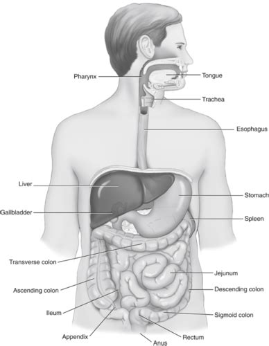 Gastrointestinal System Flashcards Quizlet