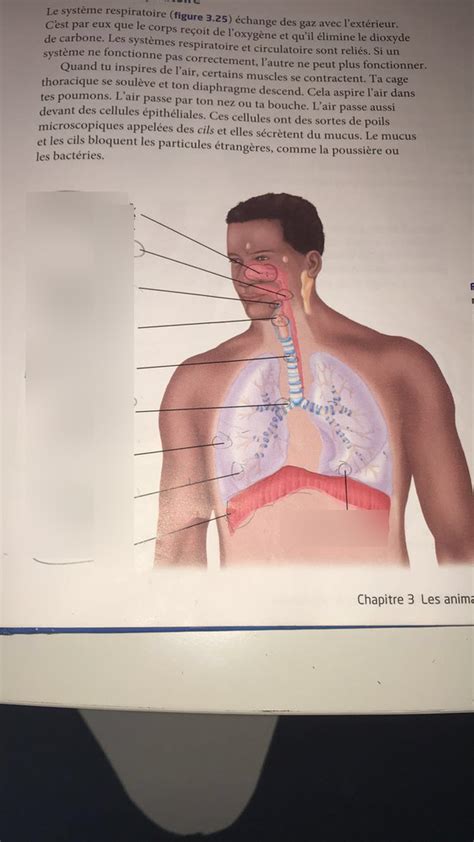 Module Biologie Test Snc D Systeme Respiratoire Diagram Quizlet