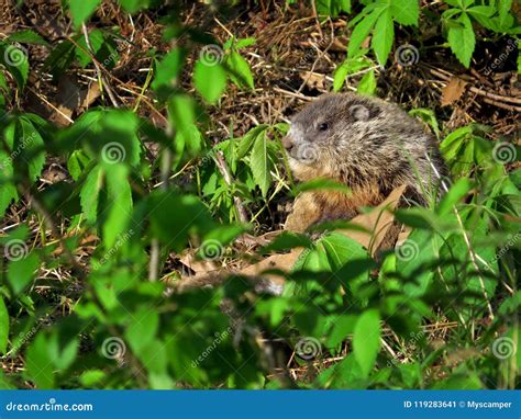 Cute Baby Groundhog stock image. Image of wild, woodchuck - 119283641