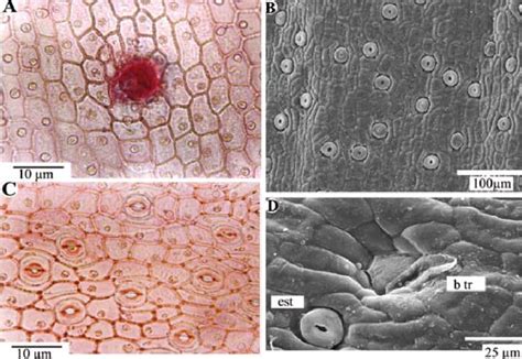 Maxillaria Miniata A Epidermis Adaxial B D Epidermis Abaxial B Tr