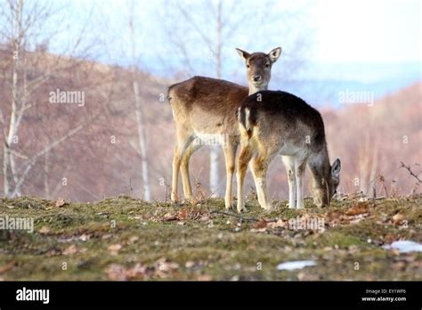 Fallow Deer Doe Dama Dama And Calf Grazing In A Grave Stock Photo