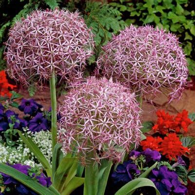 Allium Christophii Bulbs Star Of Persia Allium High Country Gardens