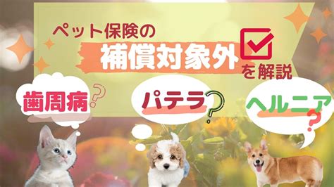 【fp監修】ペット保険の補償対象外とは？保険金が支払われないのはどんなとき？｜2024年12月最新！ペット保険の比較・見積もり。人気ランキング