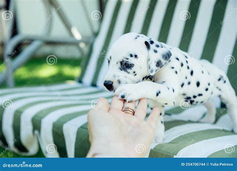 Cucciolo Dalmatico Che Mangia Un Cucciolo Bianco E Nero Morso A Mano