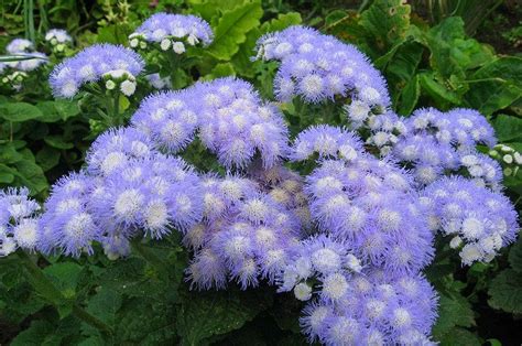 Купить семена Агератум или Долгоцветка Ageratum Ocean в Москве ...