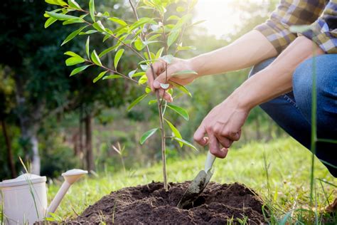 How To Plant A Tree Cerullo Landscape Irrigation