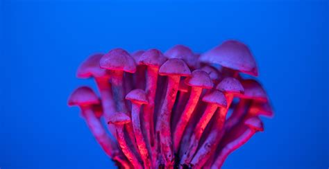 Bills Would Fund Research Of Psilocybin Mushrooms To Treat PTSD