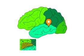 Superior temporal sulcus - e-Anatomy - IMAIOS