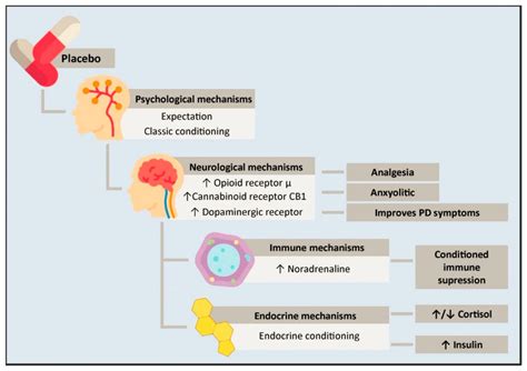 Physio Meets Science On Twitter Psycho Neuro Endocrine Immunological