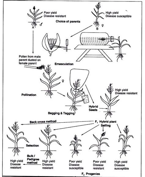 What Is Hybridization Facts Aim And Types Agriculture Wale