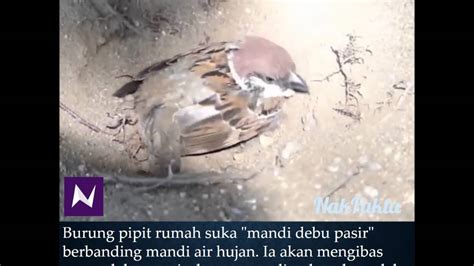 Burung Pipit Rumah Ciak Urasia Mandi Debu Pasir Youtube