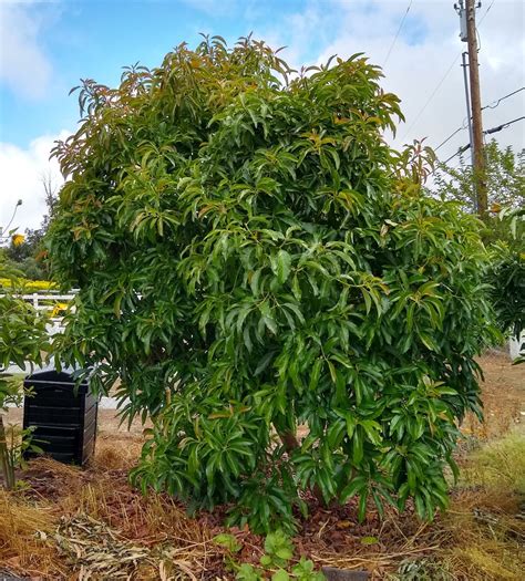 reed-avocado-tree-seven-years-old - Greg Alder's Yard Posts: Food ...