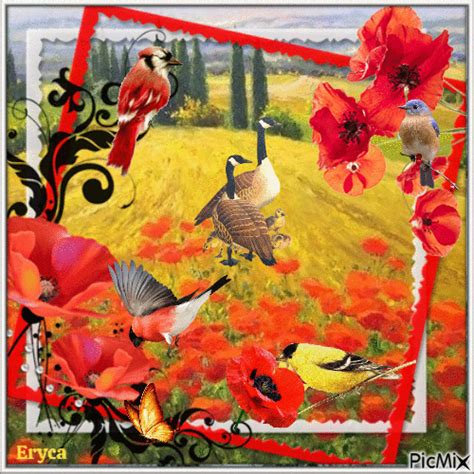 Oiseaux Et Coquelicots Free Animated PicMix