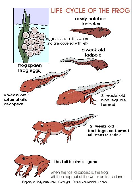 Life Cycle of a Frog print out | Life cycles, Preschool science, Animal science