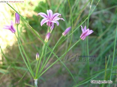 Allium Neriniflorum Herb G Don