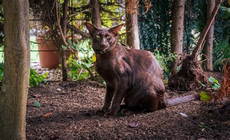 Oriental Shorthair Cat: Info, Pictures, Temperament & Traits - Catster