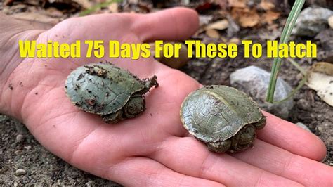 Red Eared Slider Turtle Lays Her Eggs And They Hatch Days Later