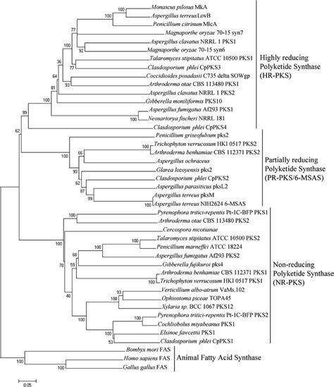 Phylogram Of Fungal PKSs Inferred Based On Neighbor Joining Analysis Of