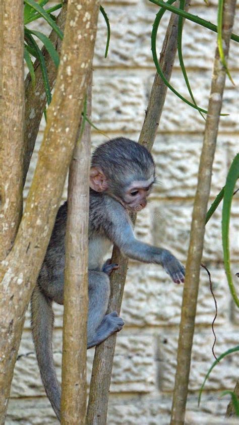 Baby Vervet Monkey Climbing a Tree Stock Image - Image of neighborhood ...