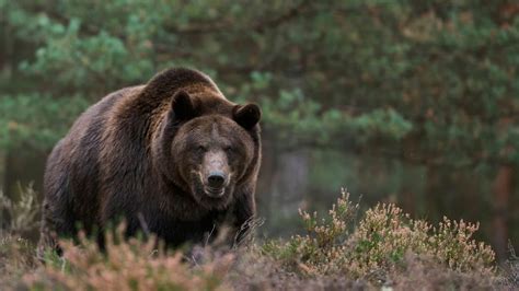 Rumänien Frau Trifft Braunbär Auf Wald Wanderung Tot