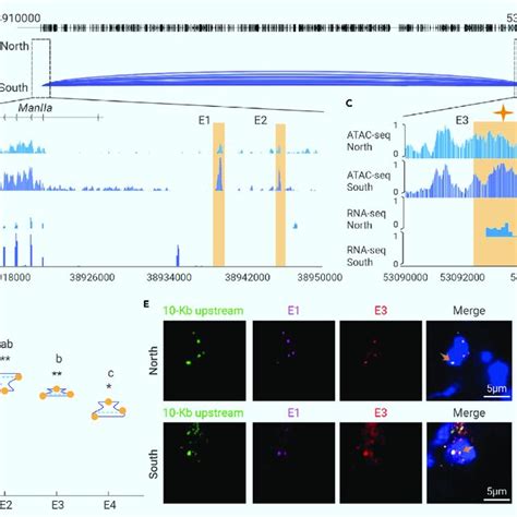 Chromatin Interactions Accessibility And Transcription Associated