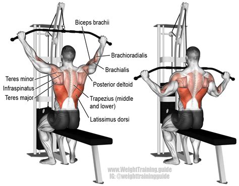 lat pulldown machine muscles worked - Eleanora Sena