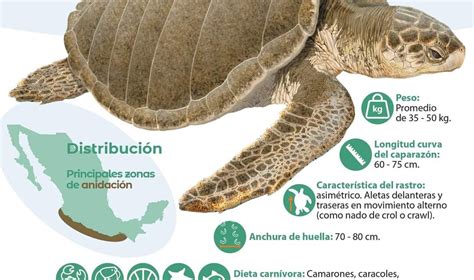 ¡el Fenómeno De La Naturaleza Tortuga Golfina Lepidochelys Olivacea Cabo Image Magazine