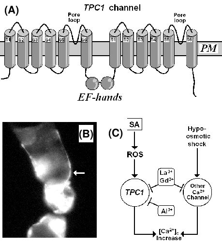 Possible involvement of TPC1 channels in SA signaling in plant cells ...