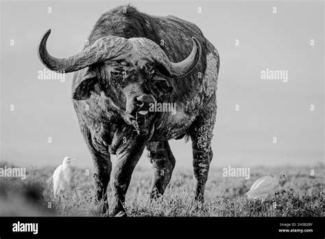 African Cape Buffalo Standing In The Field Stock Photo Alamy