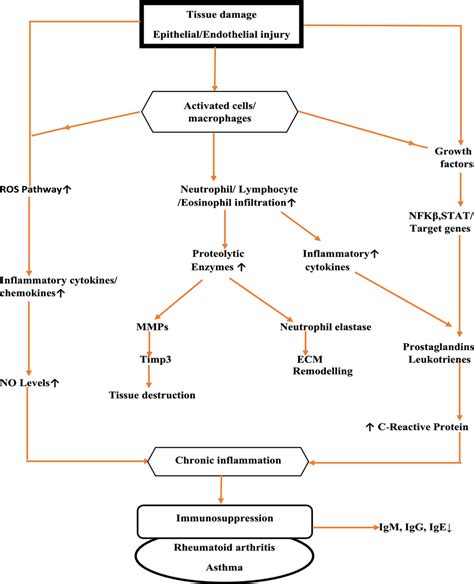 The Initial Step Of The Inflammatory Cascade Entails The Identification