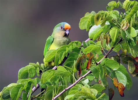 Periquito Rei Peach Fronted Parakeet Aratinga Aurea Flickr