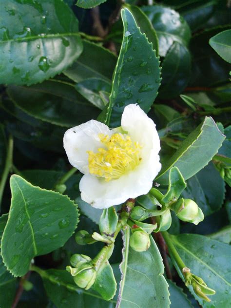 Camellia sinensis(Chinese Tea)