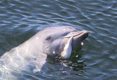 Adelaide: Dolphin Sanctuary Eco Kayaking Tour | GetYourGuide