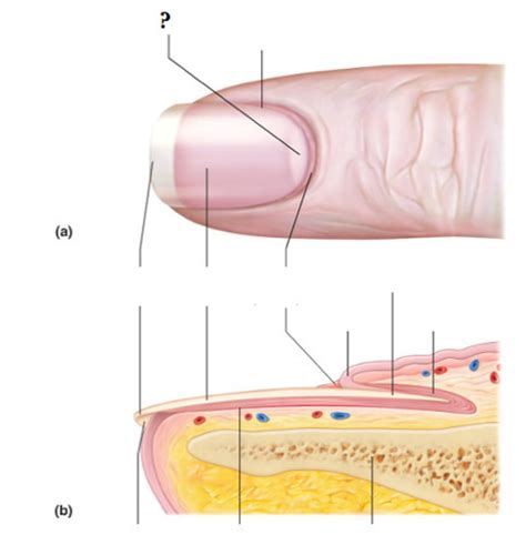 Structure Of Nail Diagram Quizlet