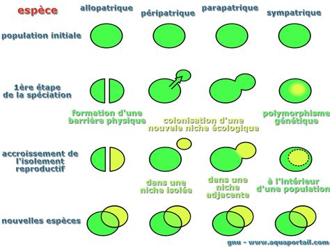 speciation allopatrique definition  explications