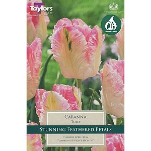 Cabanna Tulips from Dundry Nurseries.