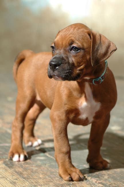 Boxer/Mastiff/Pit Bull - Tawny | Mid-America Bully Breed Rescue