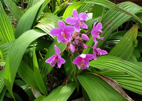 Philippine Orchids