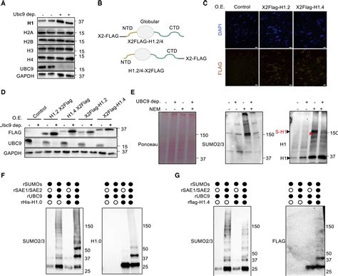 Sumoylation Of Linker Histone H1 Drives Chromatin Condensation And