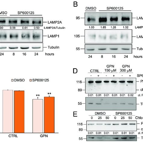 Jnk Regulation Of Lamp A Is Cancer Cell Specific A And B Western Blot