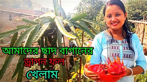 আমাদের ছাদ বাগানের ড্রাগন ফল খেলাম😛sampa Vlogs Village Youtube