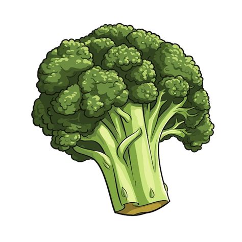 Seite Broccoli Boil Vektoren Und Illustrationen Zum Kostenlosen