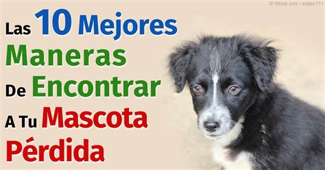 Simples Pasos Para Encontrar Una Mascota P Rdida