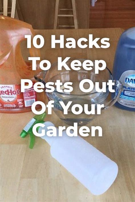 10 Hacks To Keep Pests Out Of Your Prized Garden Amazing Gardens Diy