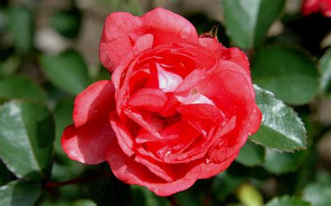 Buy Coral Drift Dwarf Groundcover Rose For Sale Online From Wilson Bros Gardens