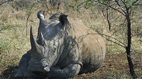 The Best Places To See Rhinos In Africa Fair Trade Safaris